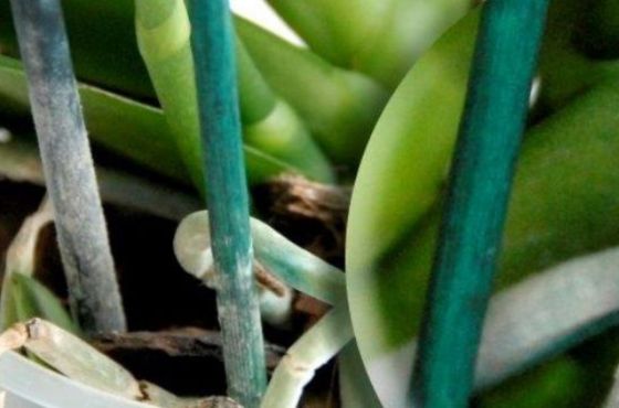 Wat is het verschil tussen kunststof, splitbamboe en glasfiber plantenstokken?