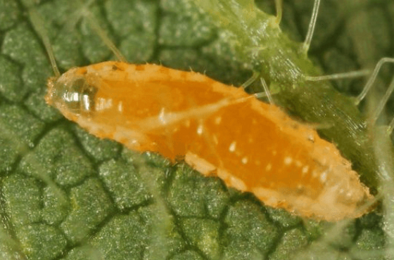 Aphidoletes aphidimyza als natuurlijke vijand tegen bladluis