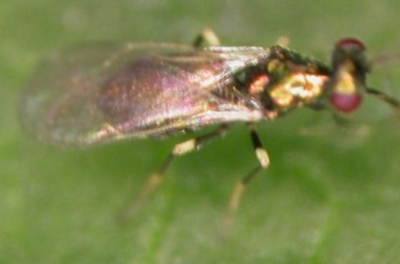 Diglyphus isaea als natuurlijke vijand tegen mineervlieg
