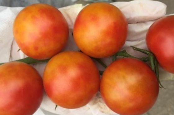 Meest gestelde vragen over het Tomato Brown Rugose Fruit Virus
