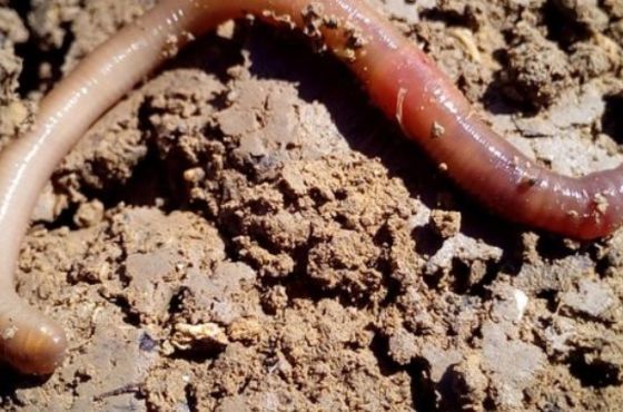 Hoe kunnen wormen de bodemstructuur verbeteren?