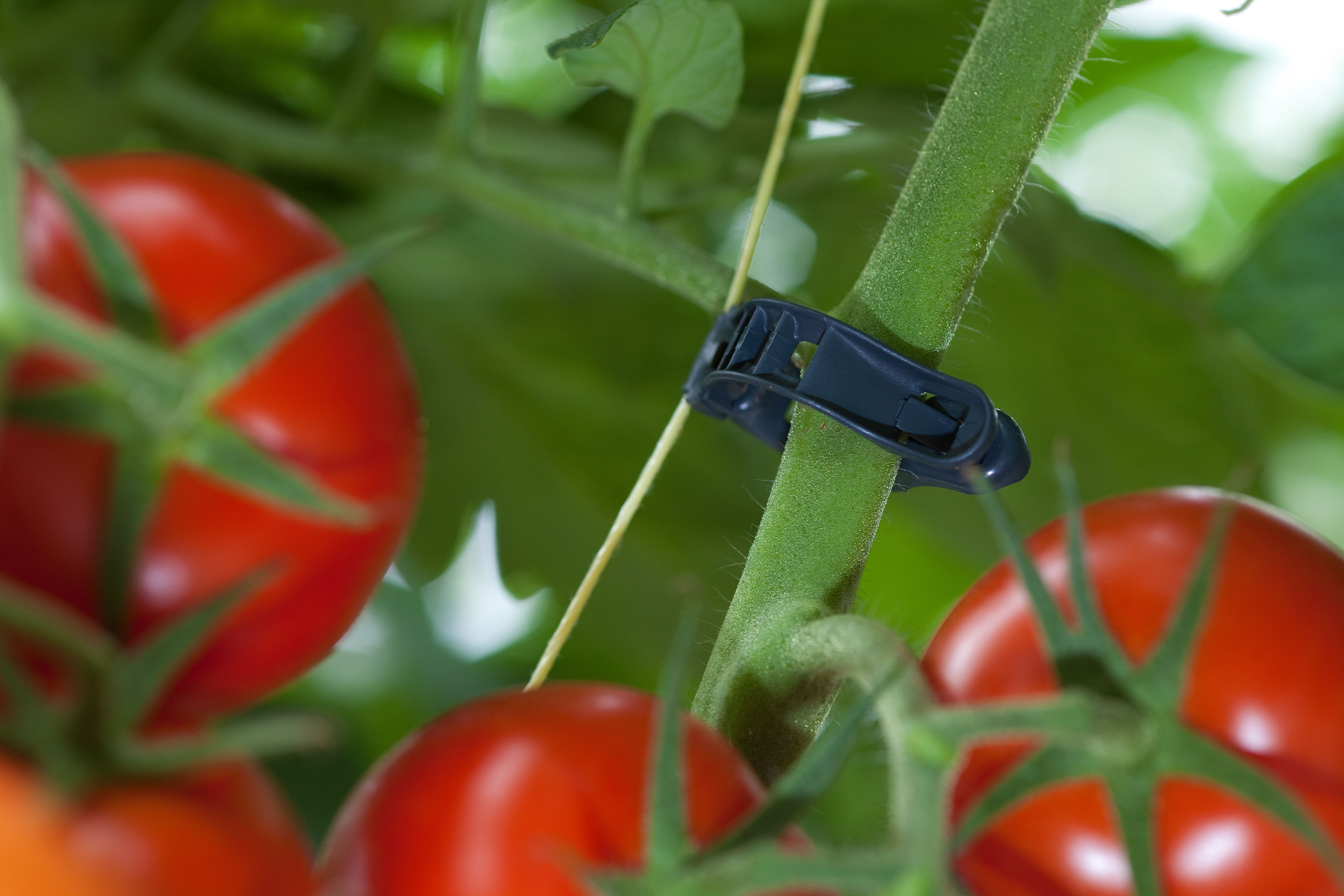 Tomaten clips