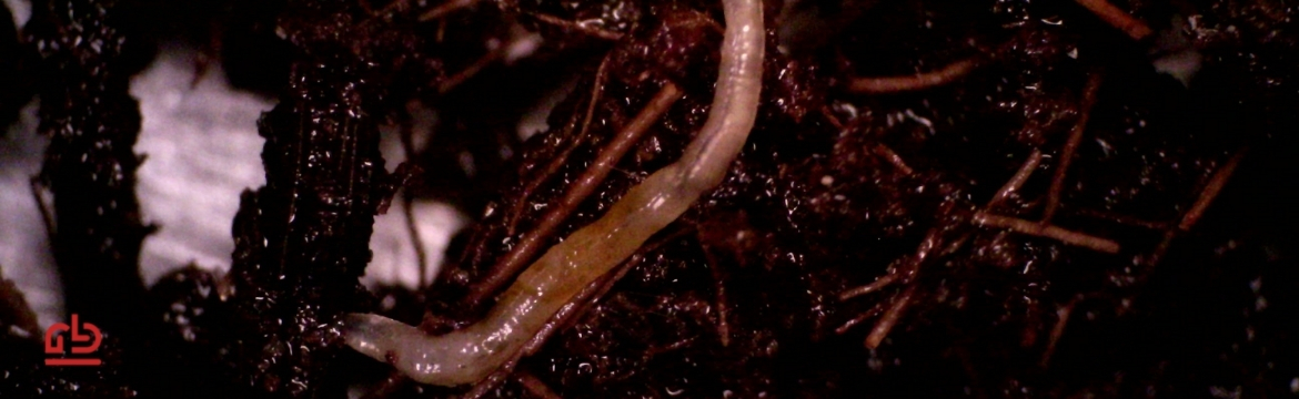 Potworm