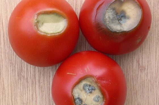 Tomaten met calciumtekort