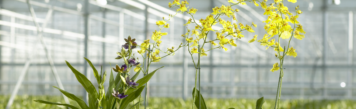 Aanbindmaterialen in orchideeën