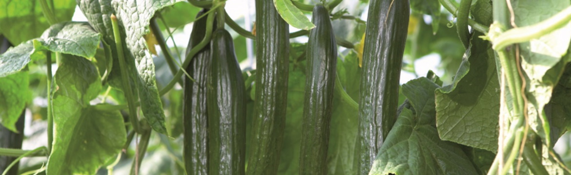 Ziektebeeld Caby virus zichtbaar in komkommer