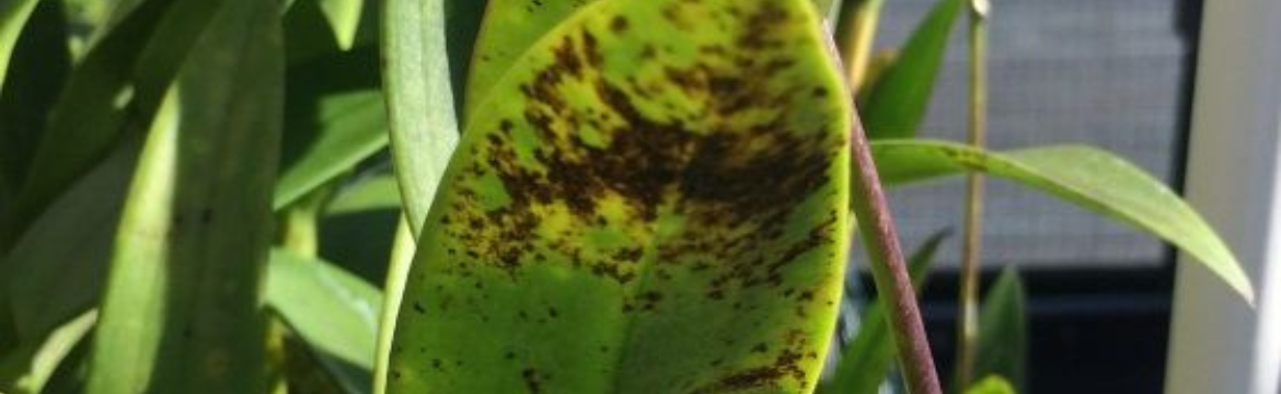 Schadebeeld Cymbidiummozaïekvirus zichtbaar op het blad van een orchidee