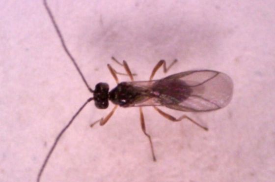 Dacnusa sibirica als natuurlijke vijand tegen mineervlieg