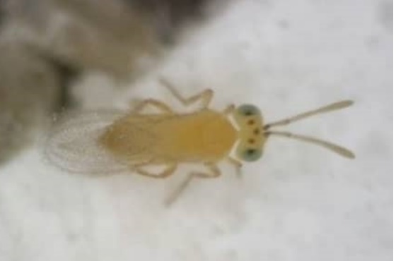 Eretmocerus eremicus als natuurlijke vijand tegen witte vlieg