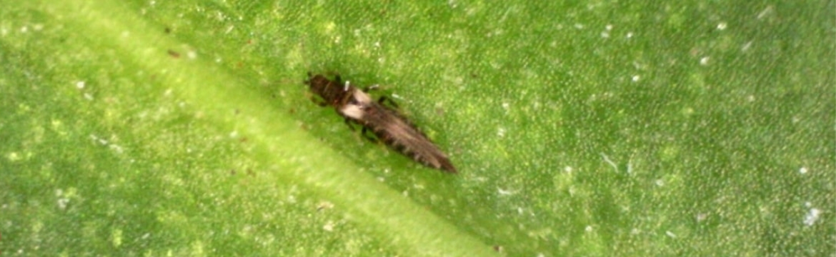 Echinotrips op blad