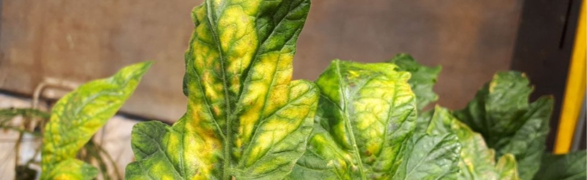 Tomatenchlorosevirus op een blad herkennen
