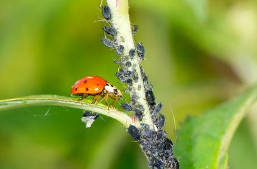Insecticide | Insectenbestrijding