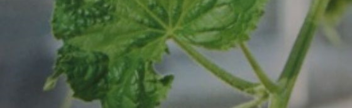 Schadebeeld komkommerbontvisus zichtbaar op een komkommerblad