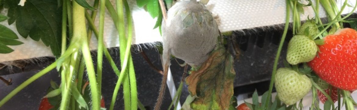 Schadebeeld Mucor schimmel zichtbaar op een aardbeienplant