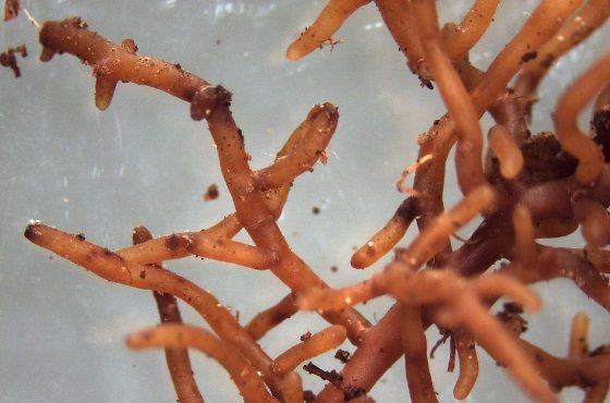Wat is mycorrhiza?