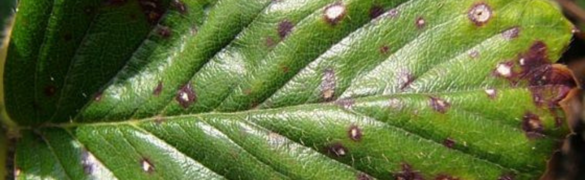 Ziektebeeld Mycosphaerella zichtbaar op een blad
