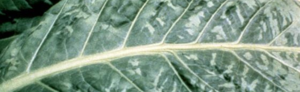 Schadebeeld tabakmozaïekvirus op een tomatenblad