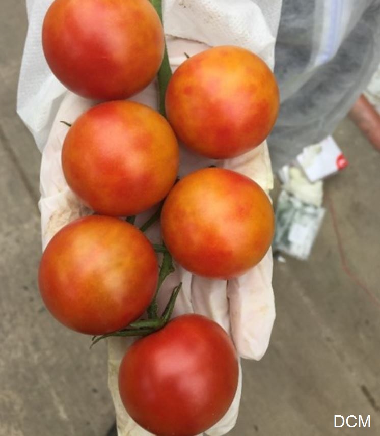 Het effect van het ToBRFV zichtbaar op een trost tomaten