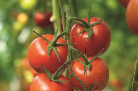 Hygiëneprotocol tomaat