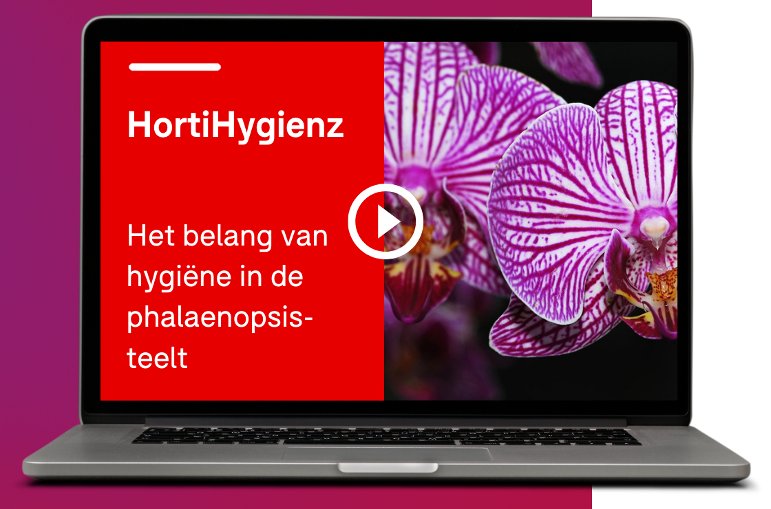 Webinar 'Belang van hygiëne in Phalaenopsis'
