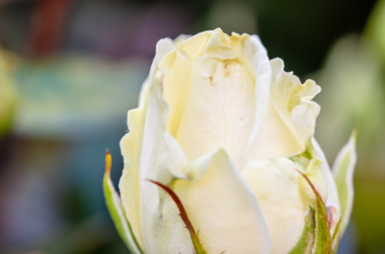 Witte roos met vlekjes