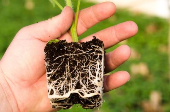 Wat is het belang van het juiste zuurstofgehalte in de wortels van een plant?