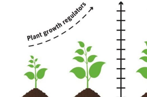 Welke soorten groeiregulatoren zijn er?
