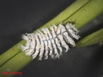 Cryptoleamus [1000/fles] larven (BP) (Cryptolaemus m.)