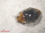 Cryptoleamus [1000/fles] larven (BP) (Cryptolaemus m.)