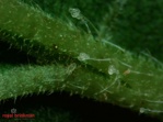 Montyline [500 gemini zakjes] (BL) (Transeius montdorensis)