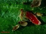 Aphidoletes aphidimyza [1.000/koker] (BI)