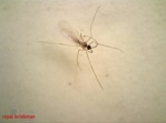 Aphidoletes aphidimyza [1.000/koker] (BI)