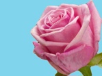 Abs Bloemenverf Rose (25 kg)