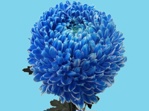 Abs.Bloemen verf Blauw/25kg