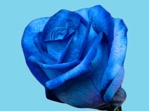 Abs.Bloemenverf Donker Blauw/25kg