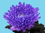 Abs.Bloemen verf Lavendel/25kg