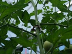 Bio-tomato clip 23mm (6.250pcs)